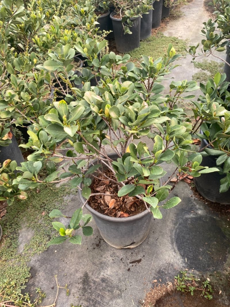 Photo for Rhaphiolepis indica 'Pink Lady' (Pink Lady Indian Hawthorn)
