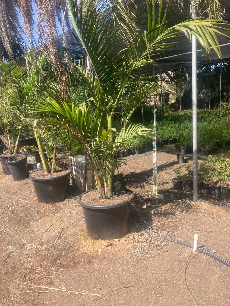 Photo for Archontophoenix cunninghamiana (King Palm)