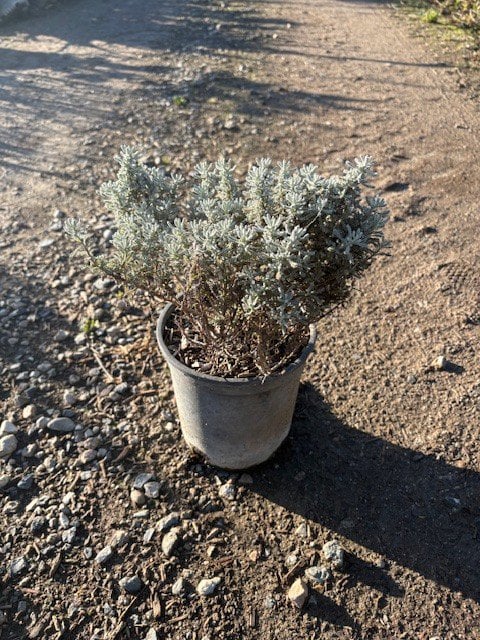 Photo for Santolina chamaecyparissus (S. incana) (Lavender Cotton)