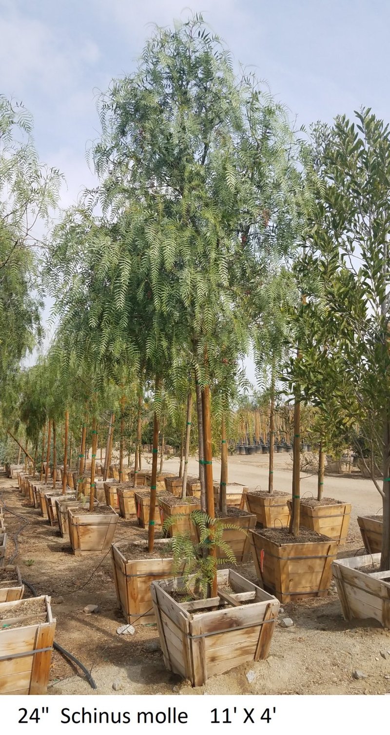 Photo for Schinus molle (Standard) (California Pepper)