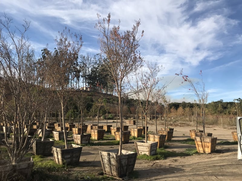Photo for Lagerstroemia indica 'Watermelon Red' (Crape Myrtle)