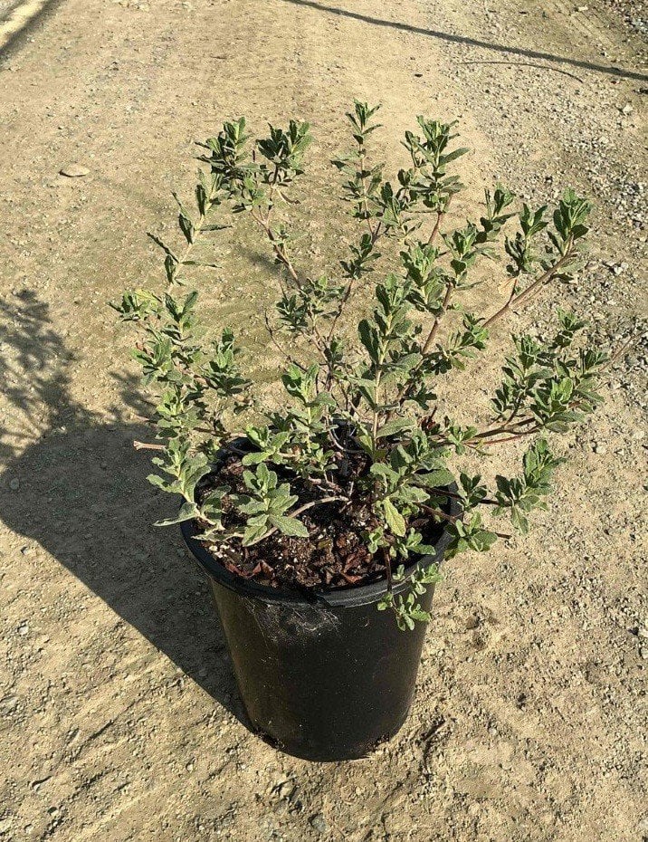 Photo for Cistus 'Sunset' (Sunset Rockrose)