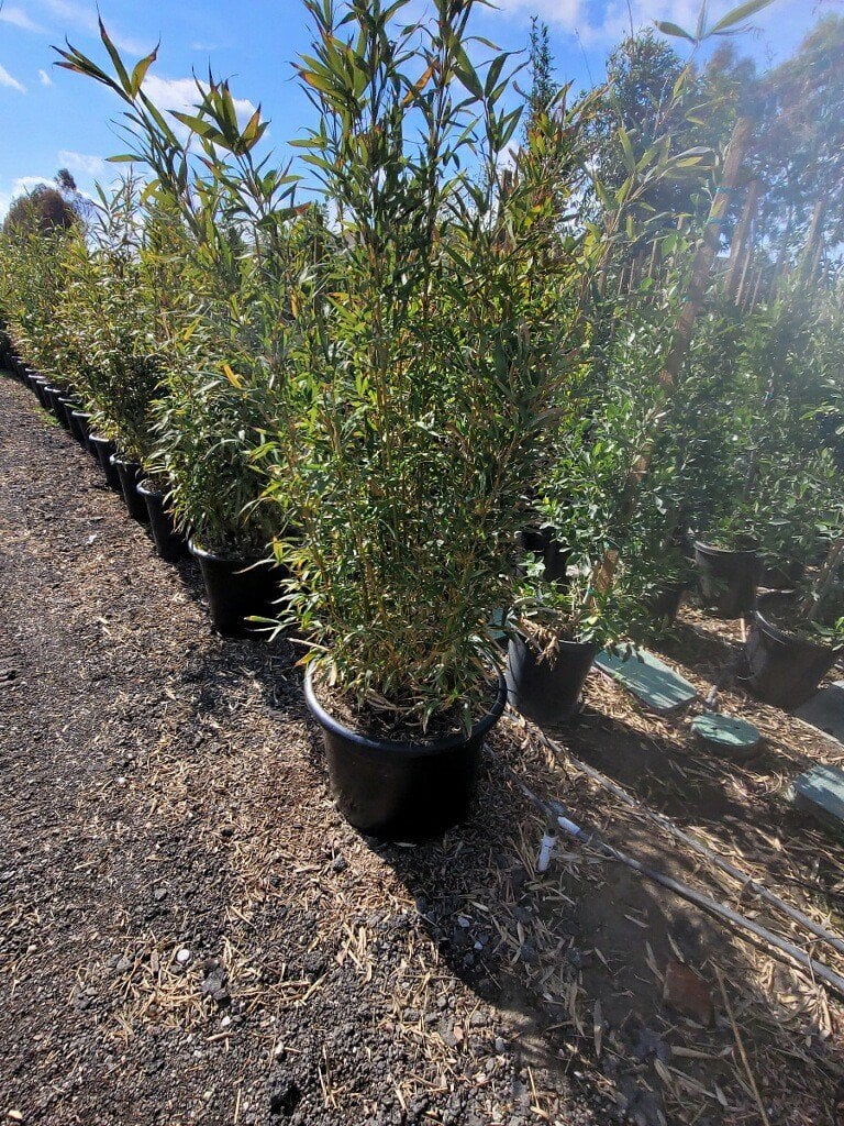Photo for Bambusa textilis 'Gracilis' (Slender Weaver's Bamboo)