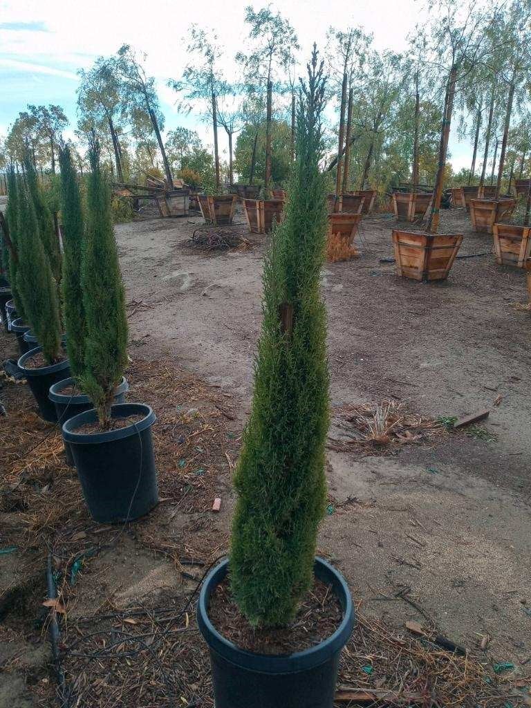 Photo for Cupressus sempervirens 'Monshel' (Italian Cypress Tiny Tower)
