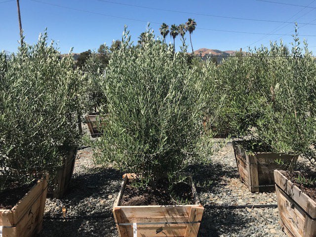 Photo for Olea europaea 'Swan Hill' (Swan Hill Olive)
