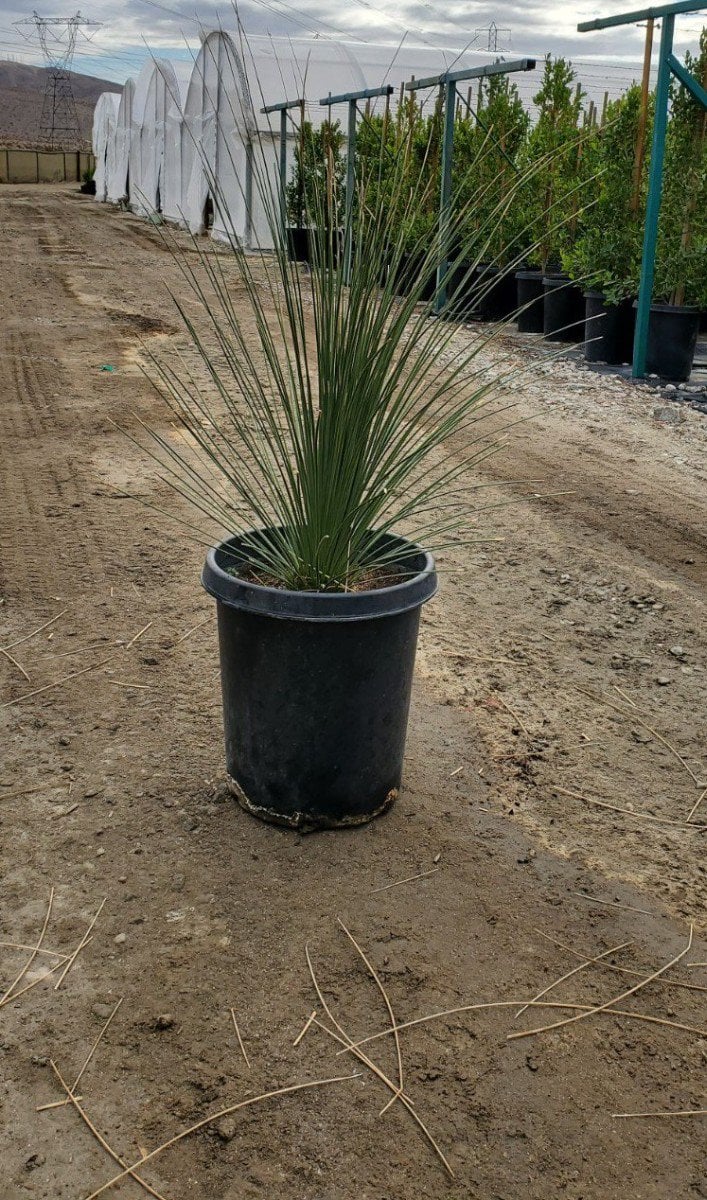 Photo for Dasylirion longissimum (Mexican Grass Tree)