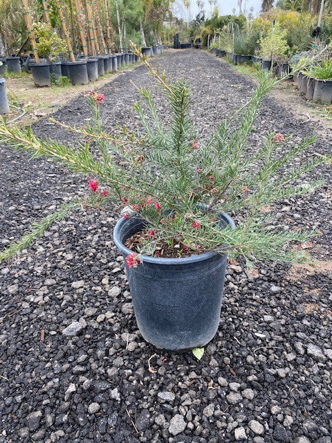 Photo for Grevillea 'Noelii' (Noelii Grevillea)