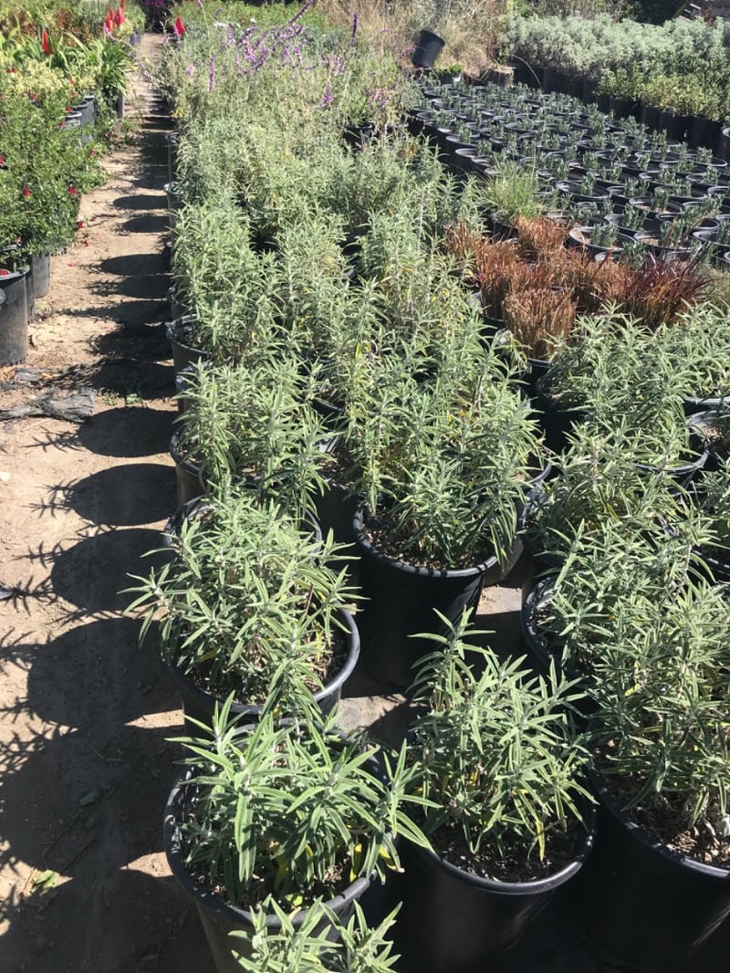 Photo for Salvia leucantha 'Midnight' (Midnight Purple Mexican Sage)