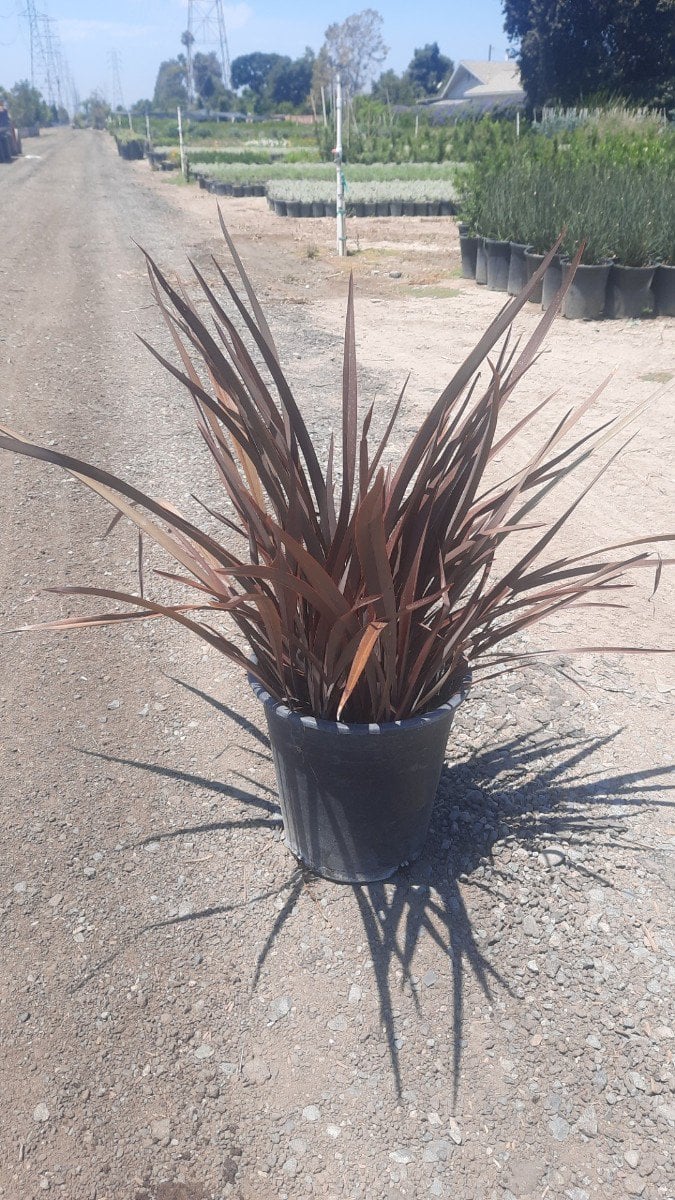 Photo for Phormium 'Amazing Red' (Amazing Red New Zealand flax)
