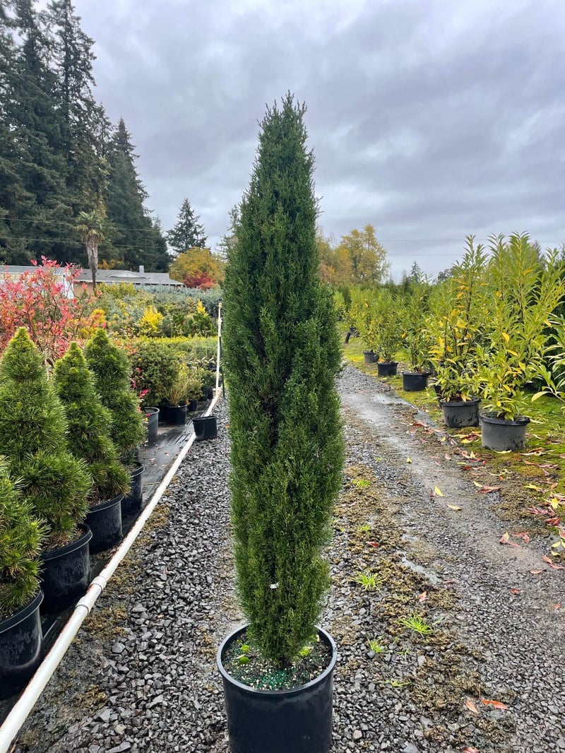 Photo for Cupressus sempervirens 'Monshel' (Italian Cypress Tiny Tower)
