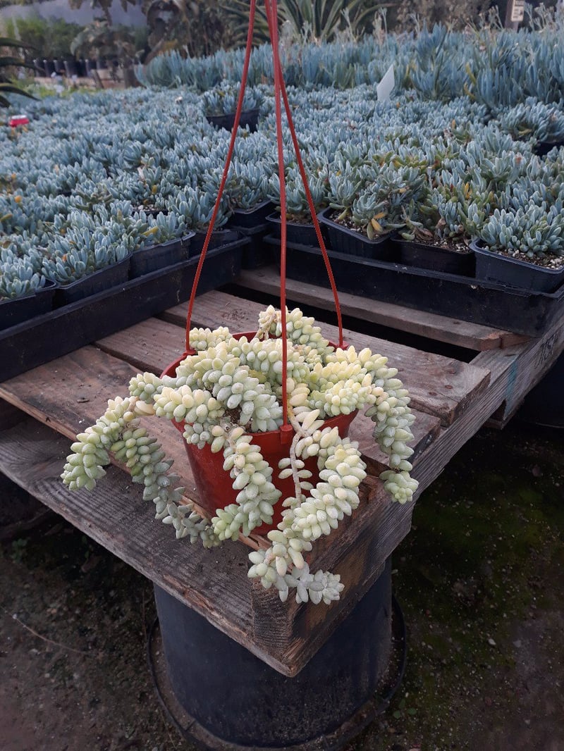 Photo for Sedum morganianum (Donkey's Tail)