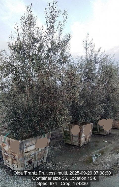 Photo for Olea europaea 'Frantz Fruitless' (Multi) (Fruitless Olive Tree)
