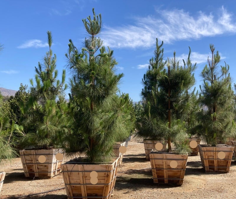 Photo for Pinus canariensis (Canary Island Pine)