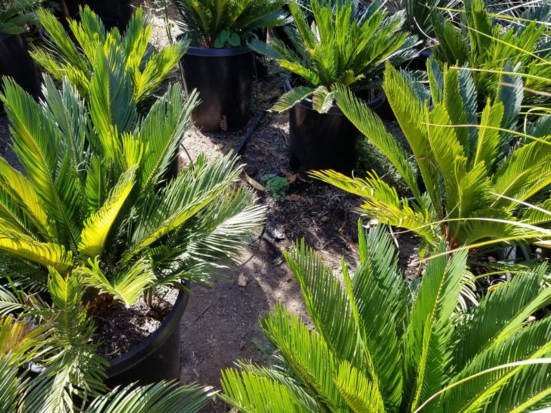 Photo for Cycas revoluta (Sago Palm)