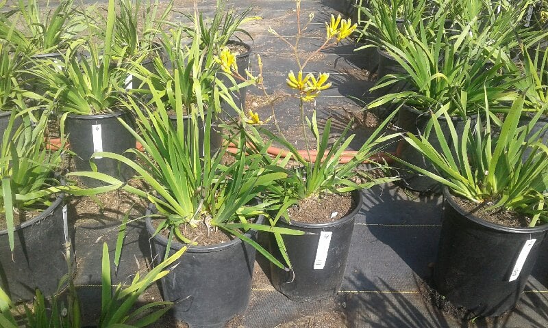 Photo for Anigozanthos (yellow) (Yellow Kangaroo Paw)