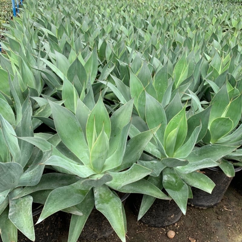 Photo for Agave attenuata 'Blue Flame' (Blue Flame Agave)