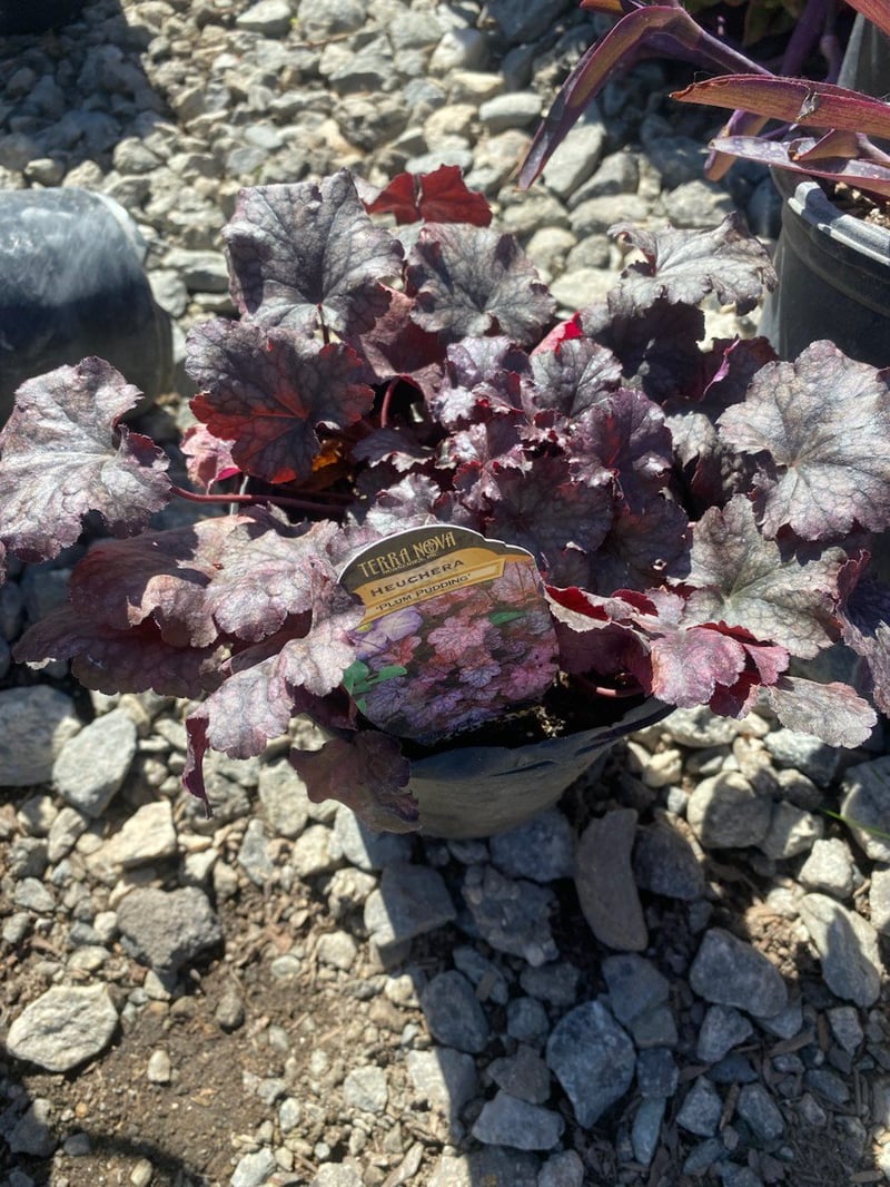 Photo for Heuchera 'Black Beauty' (Black Beauty Coral Bells)