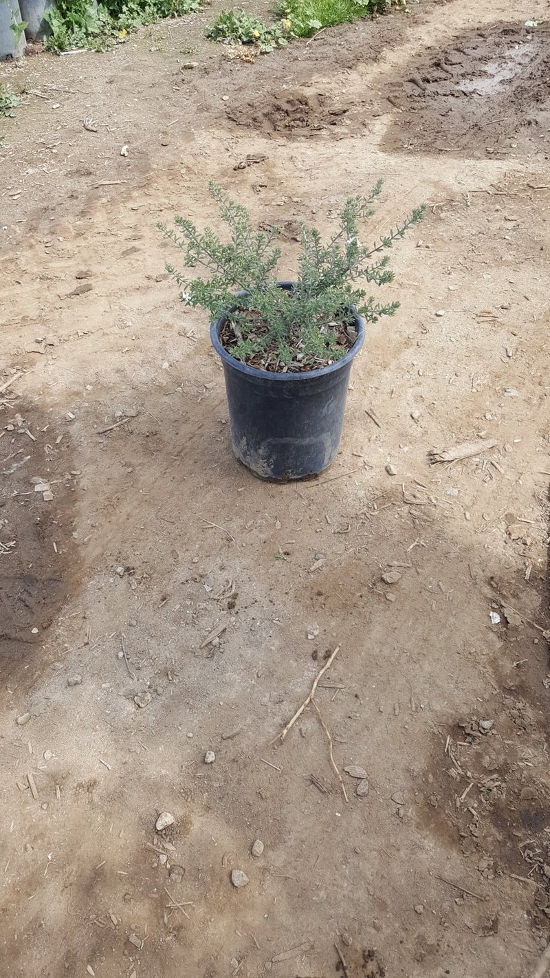 Photo for Westringia fruticosa 'Mundi' (Low Coast Rosemary)