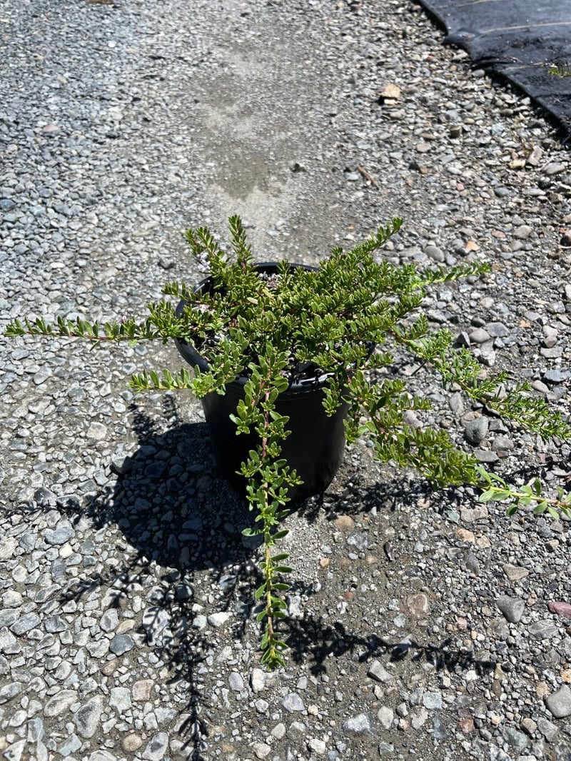 Photo for Myoporum parvifolium 'Pink' (Pink Australian Racer, Pink Groundcover Myoporum)