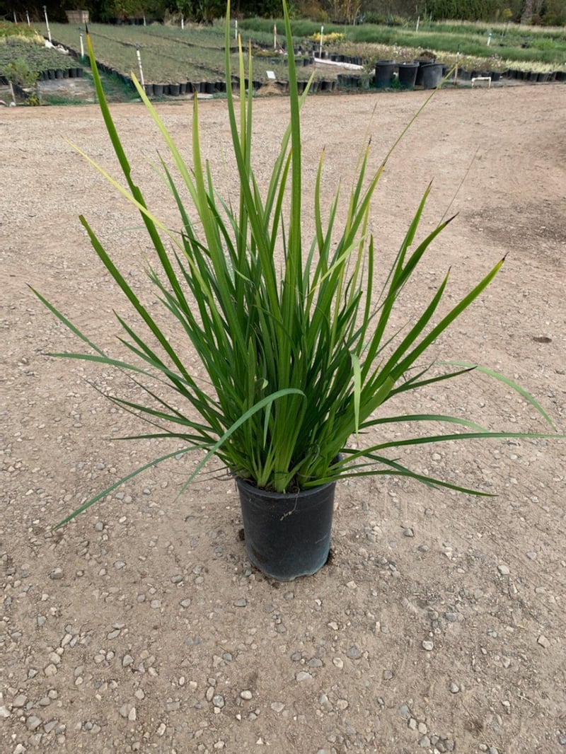 Photo for Anigozanthos flavidus (Kangaroo Paw)