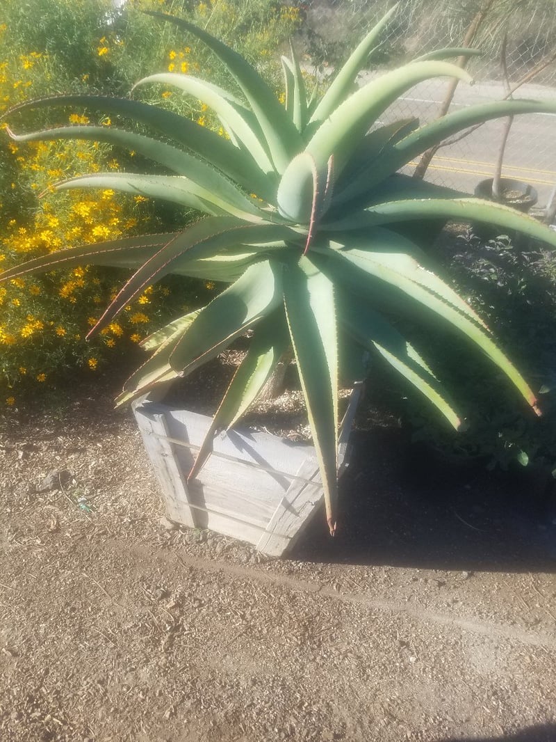 Photo for Aloe ferox (Cape Aloe)