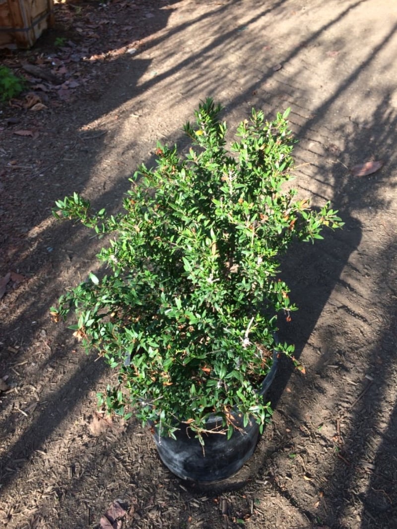 Photo for Myrtus communis 'Compacta' (Dwarf Myrtle)