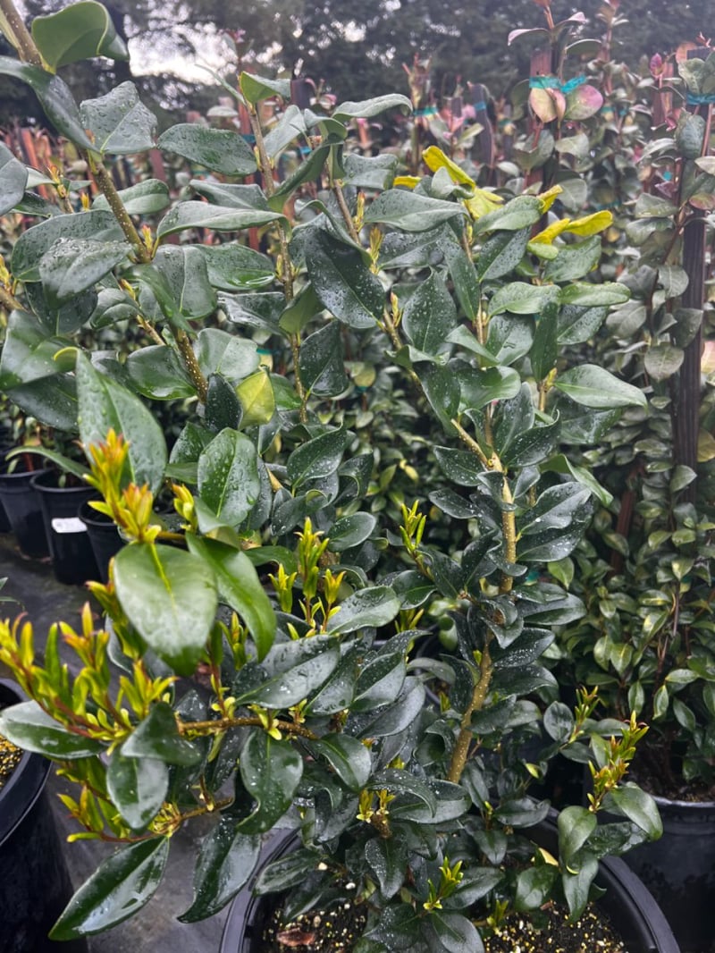 Photo for Ligustrum japonicum (Japanese Privet)