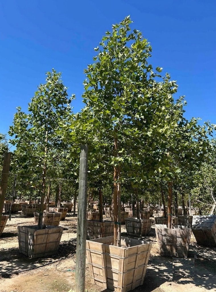 Photo for Platanus x acerifolia (London Plane Tree)