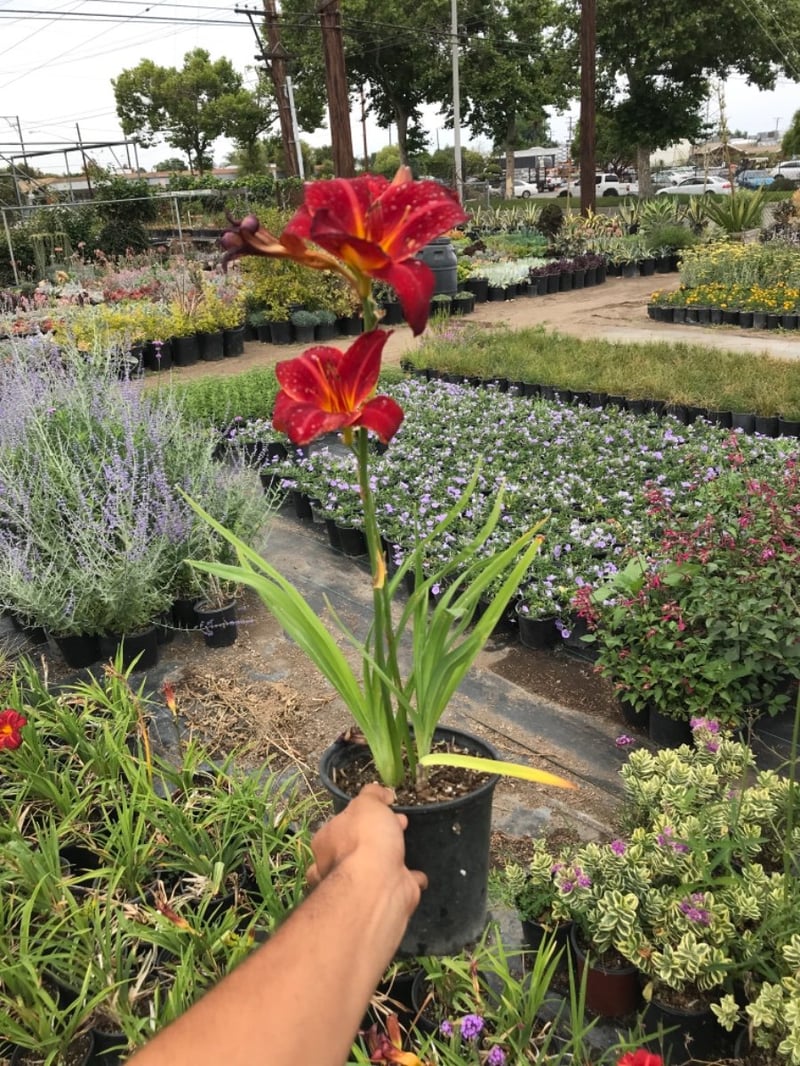 Photo for Hemerocallis 'Red' (Red Evergreen Daylily)