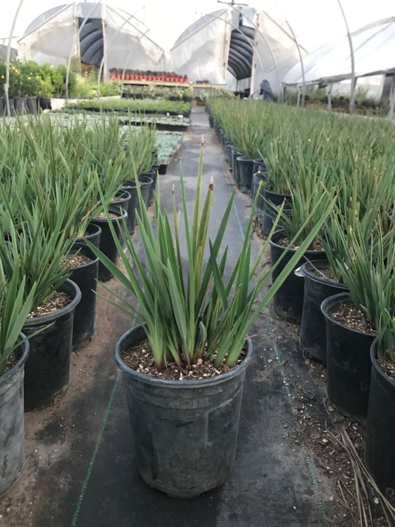 Photo for Dianella revoluta 'Little Rev' (Little Rev Flax Lily)
