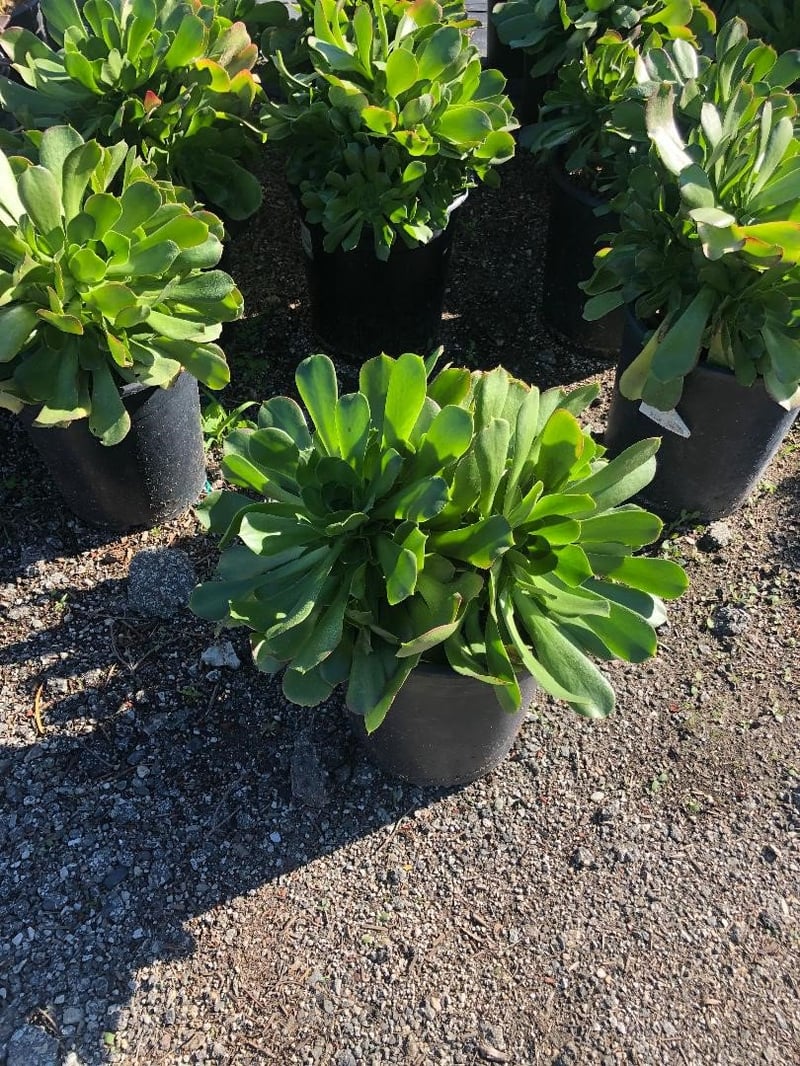 Photo for Aeonium urbicum (Saucer Plant)