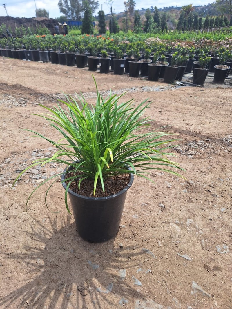 Photo for Liriope muscari 'Gigantea' (Giant Blue Lily Turf)