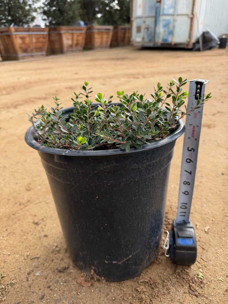 Photo for Arctostaphylos 'Emerald Carpet' ('Emerald Carpet' Manzanita)
