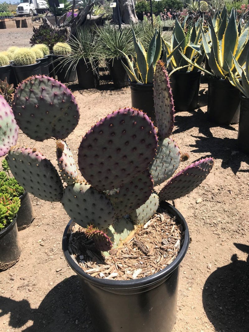 Photo for Opuntia 'Santa Rita' (Santa Rita Prickley Pear)