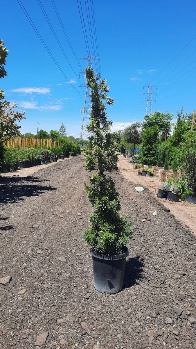 Photo for Podocarpus macrophyllus 'Maki' (Shrubby Yew Pine)