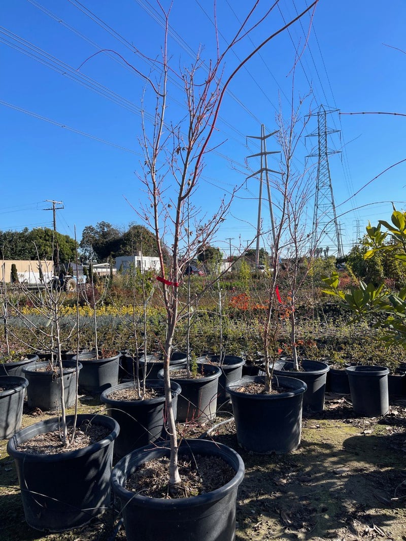 Photo for Acer palmatum 'Sango-kaku' (Sango-Kaku Japanese Maple)