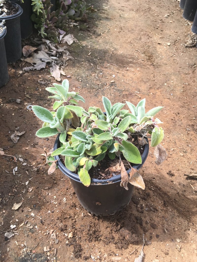 Photo for Stachys byzantina (Lamb's-Ears)