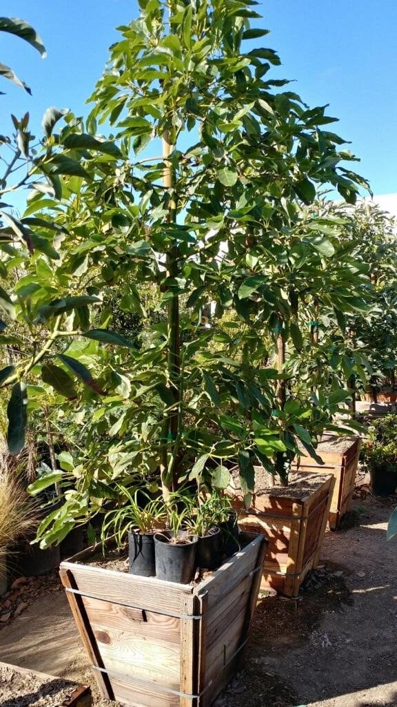 Photo for Persea americana 'Hass' (Hass Avocado)
