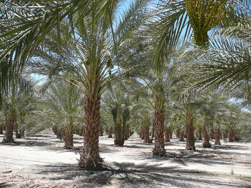 Photo for Phoenix dactylifera (Date Palm)