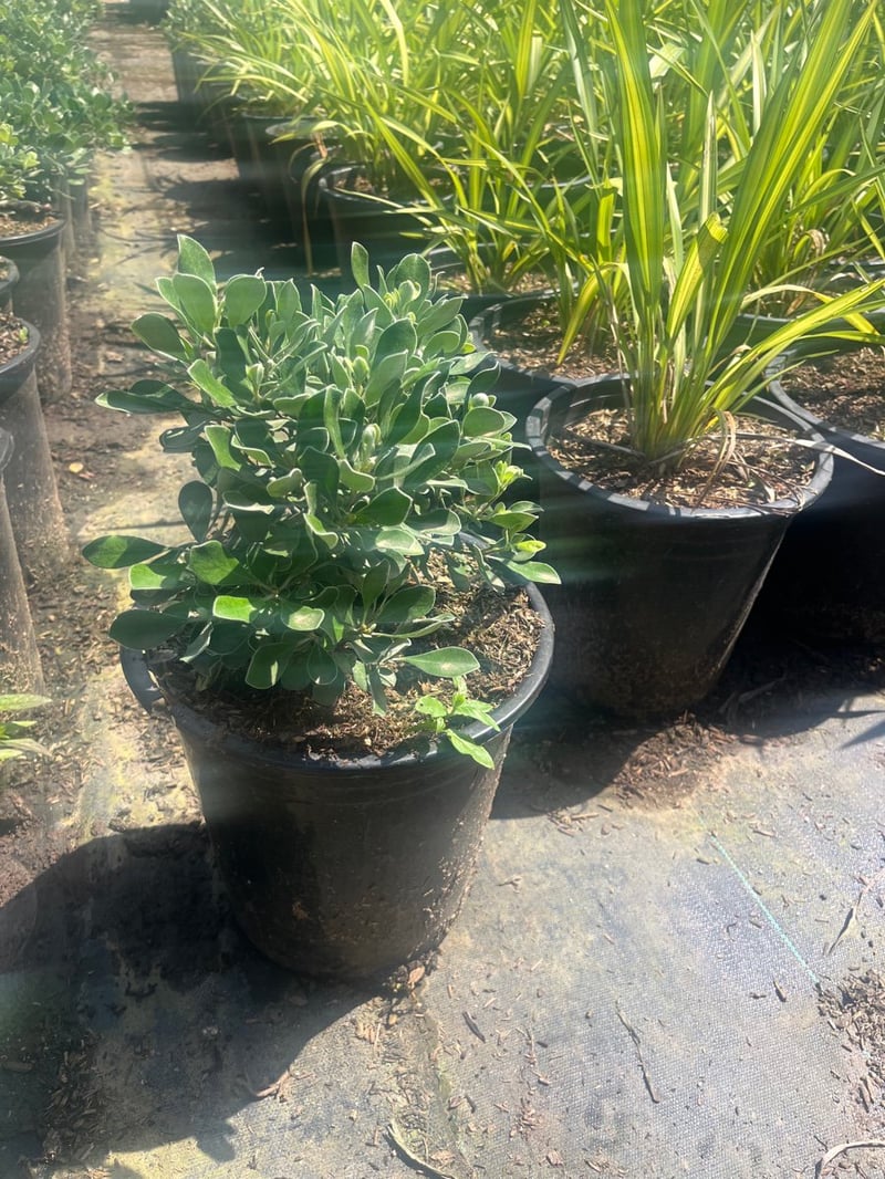 Photo for Pittosporum crassifolium 'Nana' (Karo Pittosporum)