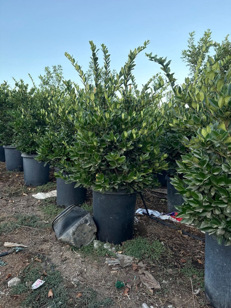 Photo for Ligustrum japonicum (Bush) (Japanese Privet)