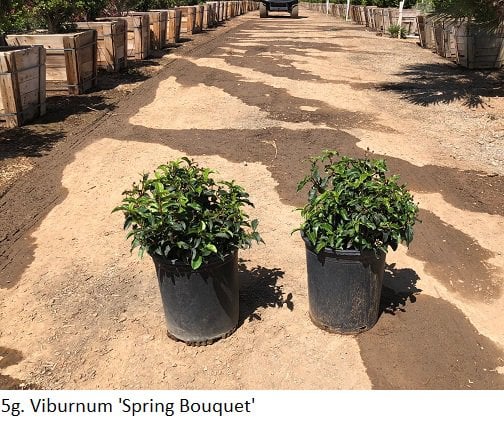 Photo for Viburnum tinus ‘Spring Bouquet’ (Spring Bouquet Laurustinus)