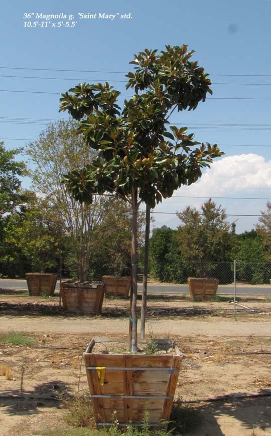 Photo for Magnolia grandiflora 'Saint Mary' (Standard) (St. Mary Magnolia)