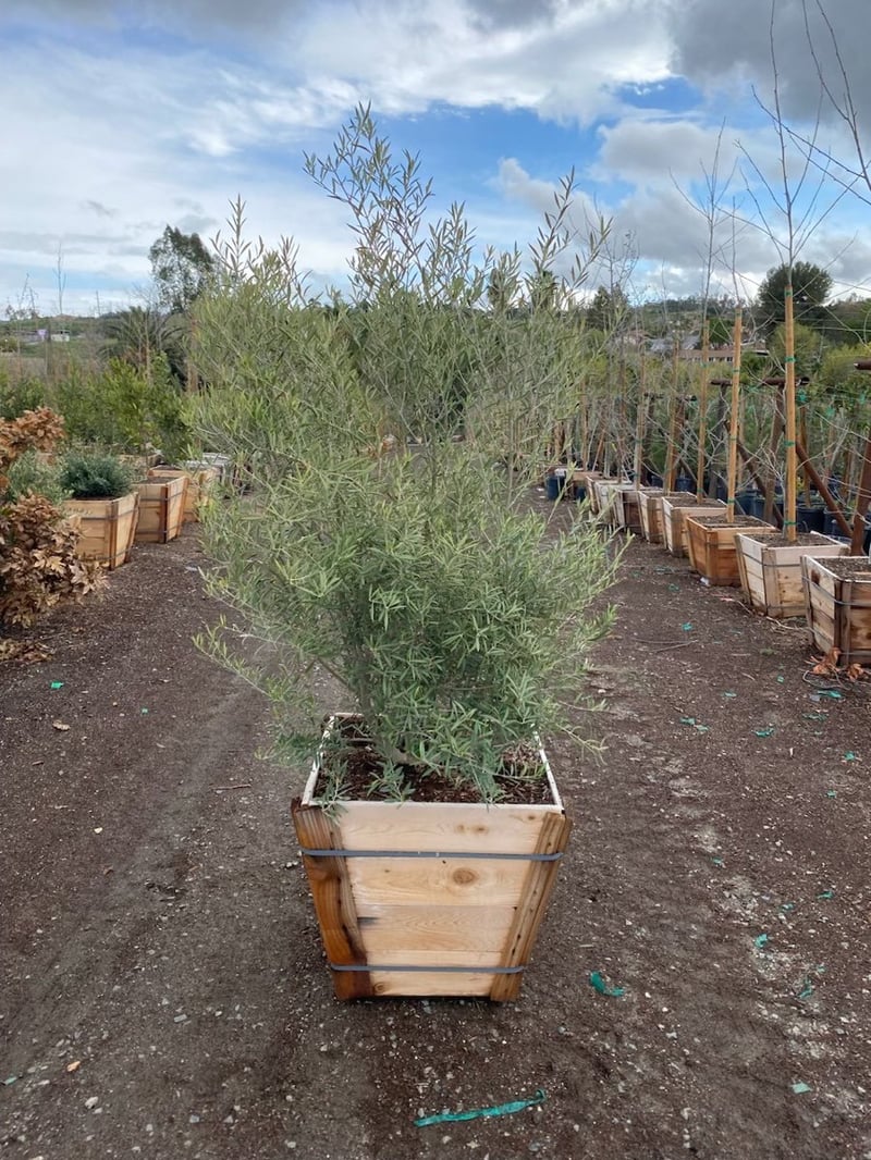 Photo for Olea europaea 'Fruitless' (Fruitless Olive)