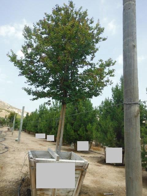 Photo for Lagerstroemia indica 'Red' (Multi) (Red Crape Myrtle (any variety))