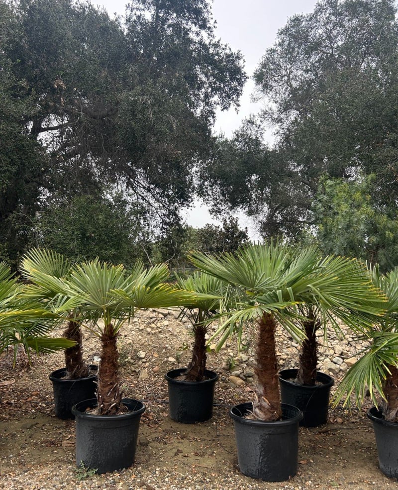 Photo for Trachycarpus fortunei (Windmill Palm)
