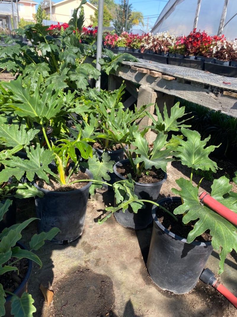 Photo for Philodendron selloum (Tree philodendron)