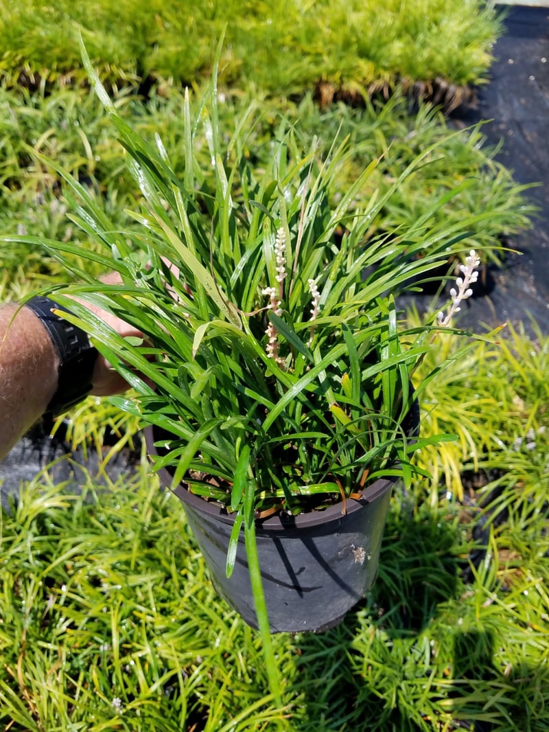 Photo for Liriope muscari (Lily Turf)