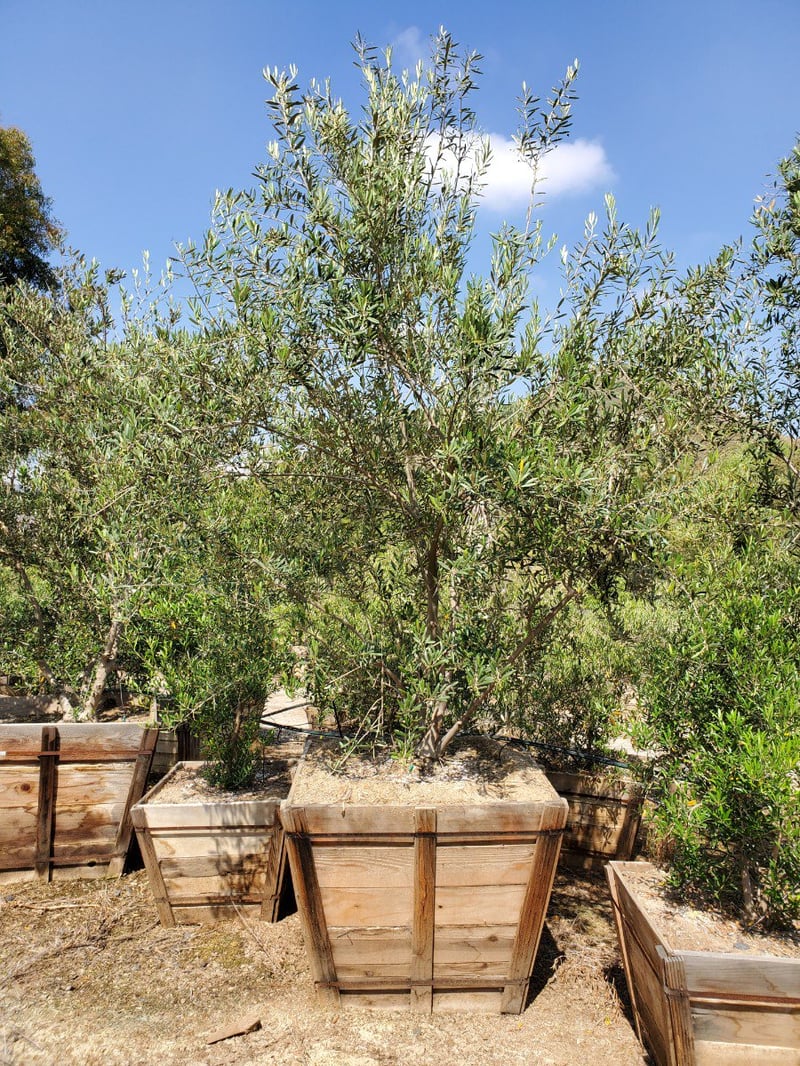 Photo for Olea europaea (Multi) (Olive Tree)