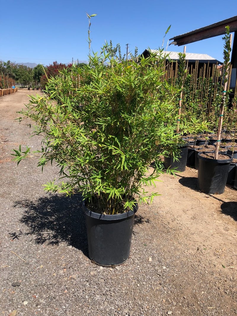 Photo for Bambusa multiplex 'Golden Goddess' (Golden Goddess Bamboo)